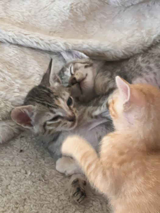 Gatinhas para adopcao