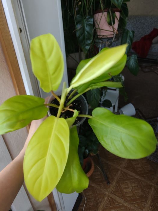 ФИЛОДЕНДРОНЫ разные сорта