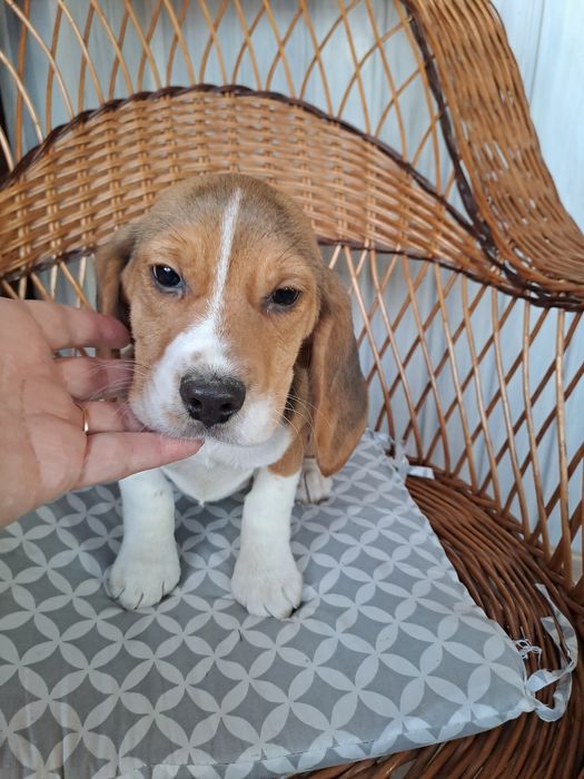 Beagle sunia z rodowodem.