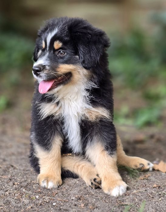 Miniaturowy Owczarek Amerykanski piesek  black  tri