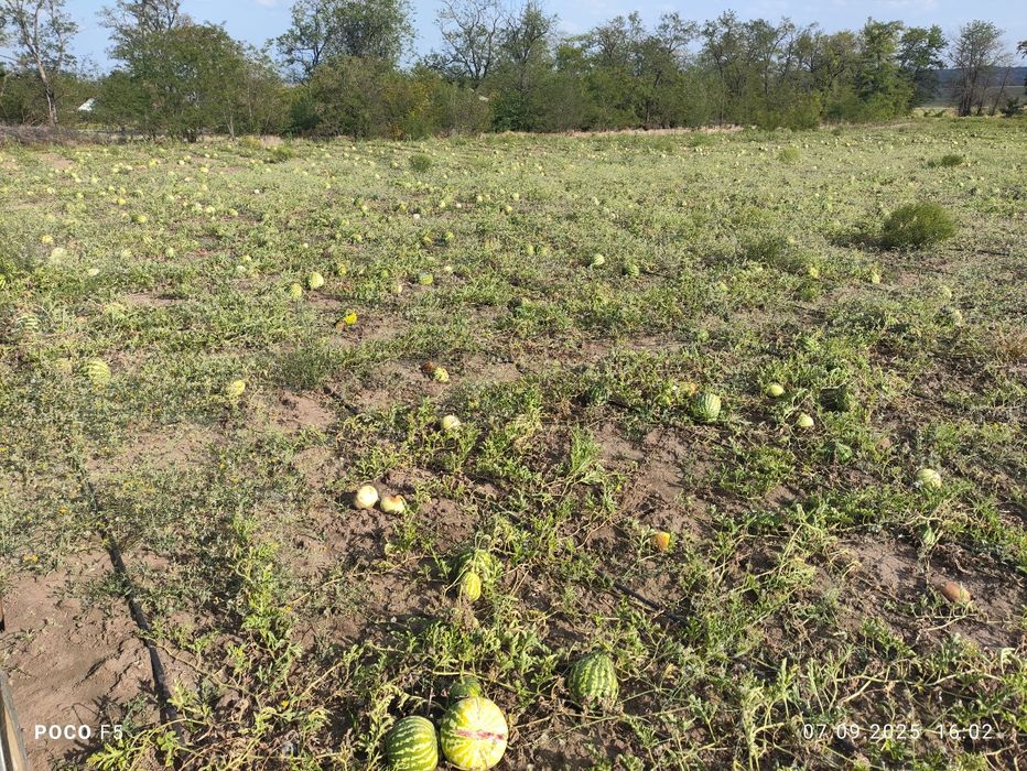 Продам Кавун на КОРМ для тварин