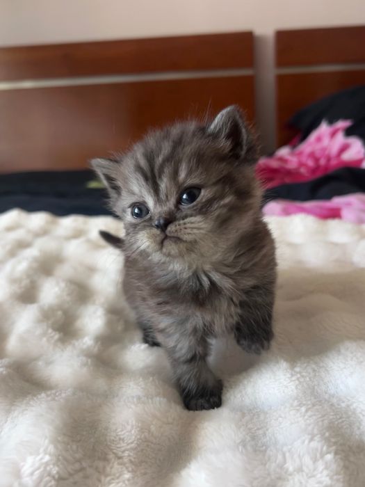 Gatinha Scottish Straight