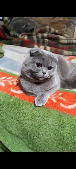 Шикарная голубая кошечка скоттиш фолд