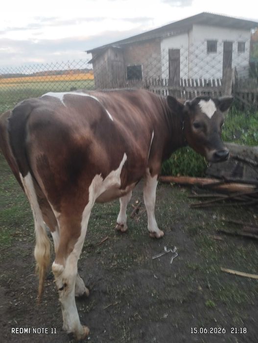 ПРОДАМ ТІЛЬНУ ТЕЛИЦЮ, від доброї корови