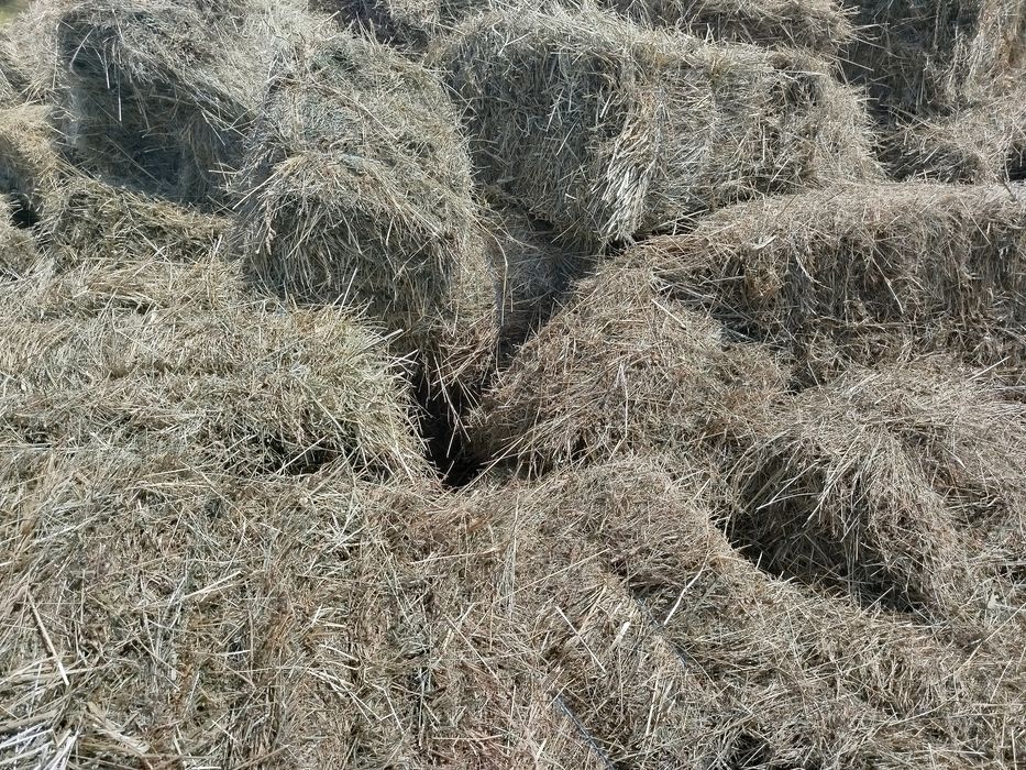 Сіно лугове та сіно люцерни