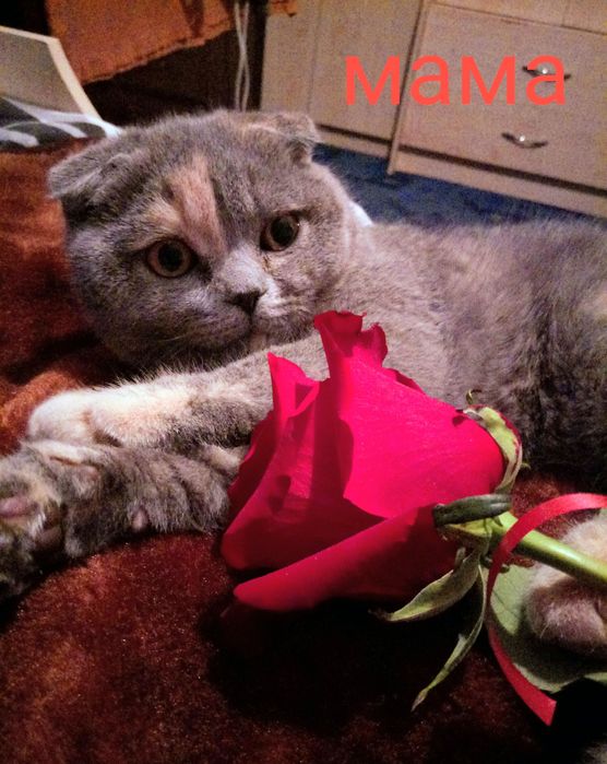 Шотландська дівчинка Моллі  з вет паспортом