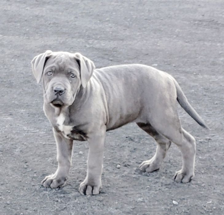Suczka Cane Corso