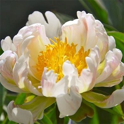 Пион Green lotus