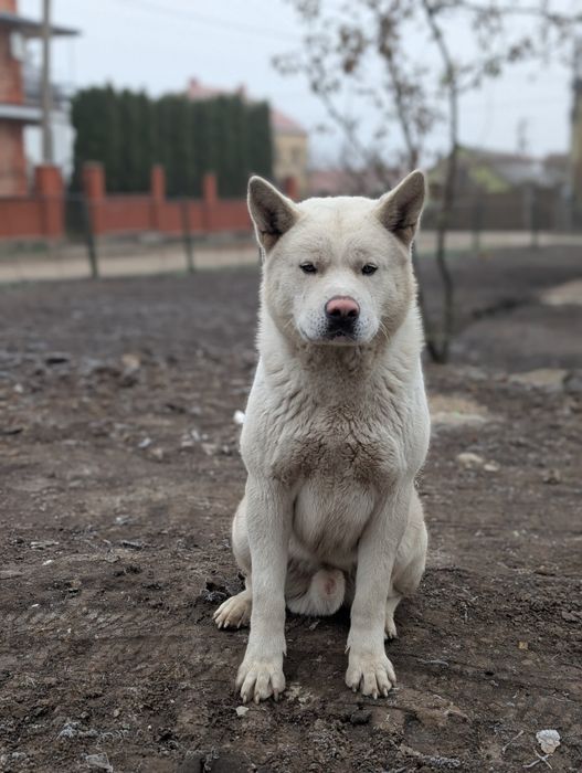 Американська акіта,хлопчик готовий до злучки