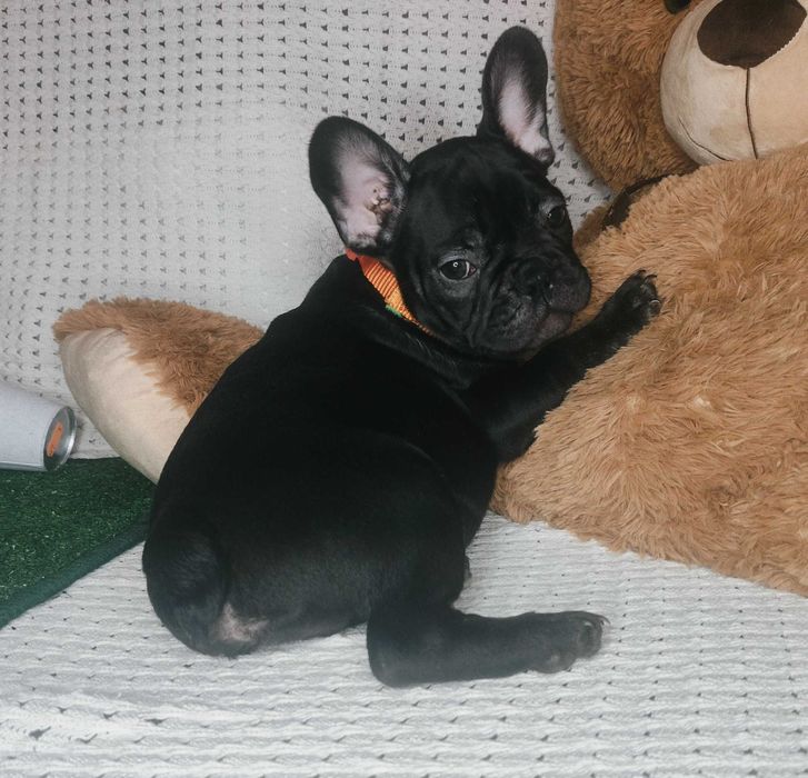 Bulldogue Francês Preto