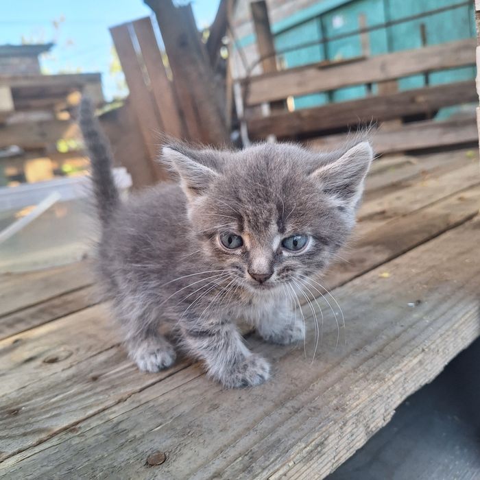 Кошенята шотландца