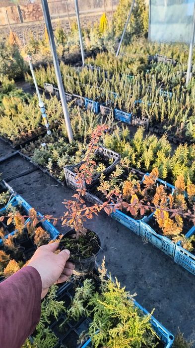 Кізільник горизонтальний