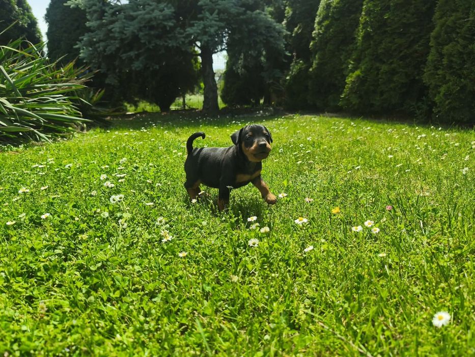 Pinczer miniaturowy już  do odbioru