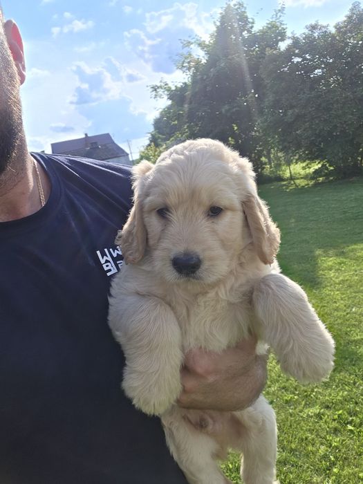 Goldendoodle piesek do odbioru