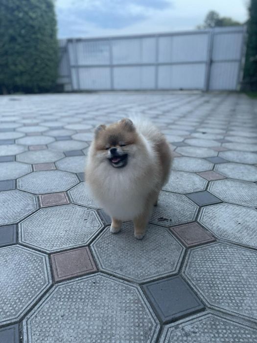 Померанський шпіц . Вʼязка