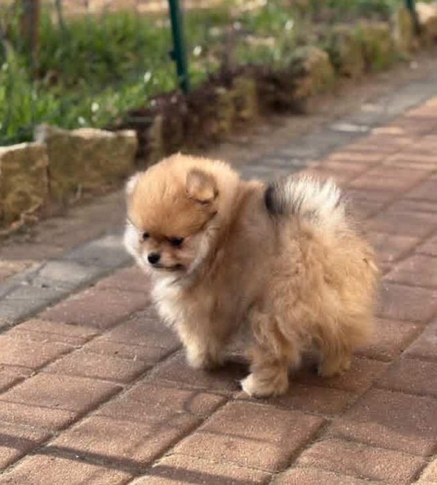 Szpic Miniaturowy Pomerania