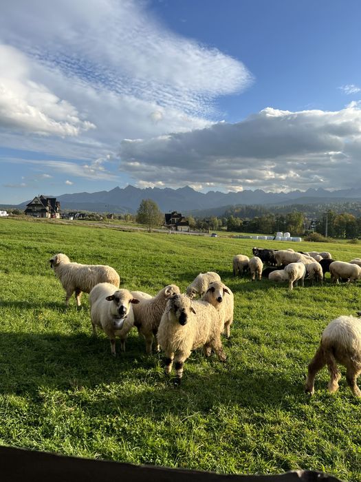 Domek w gorach widok na Tatry! Do stoku 150m! Balia! Sauna! Jacuzzi!