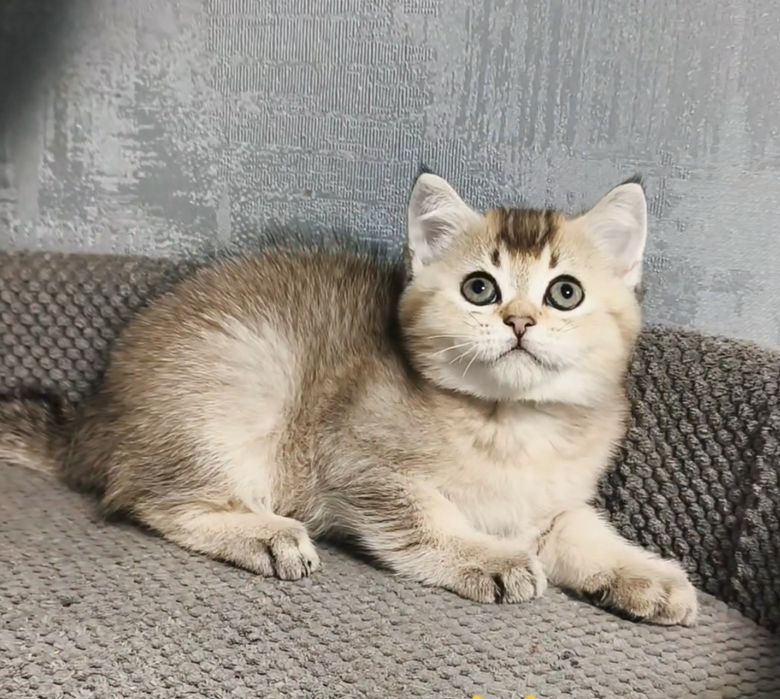 Золота шиншила. Котята кошенята котики