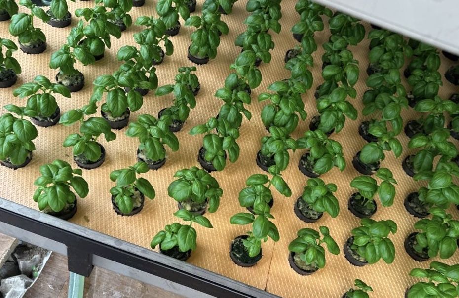 Продається бізнес міні-агроферма