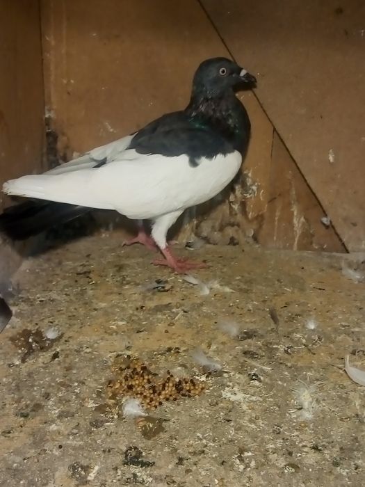 Sprzedam gołębie ozdobne różne