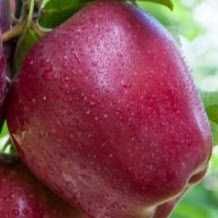 Macieiras red love polpa vermelha