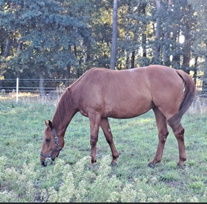 Sprzedam klacz rodzinna