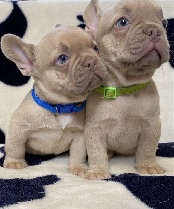 Французький  будьдог