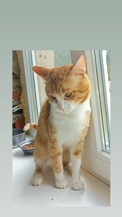 Отдам рыже-белого кота, 2 года