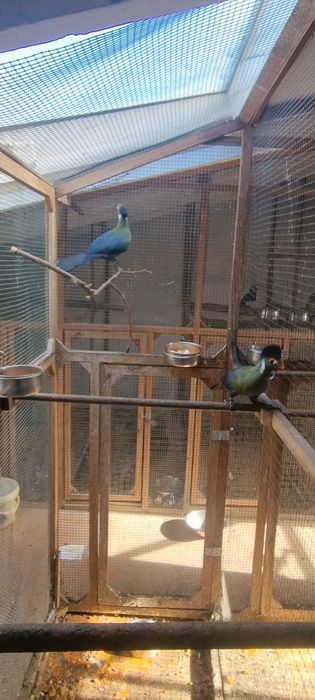 Turacos Leucotis