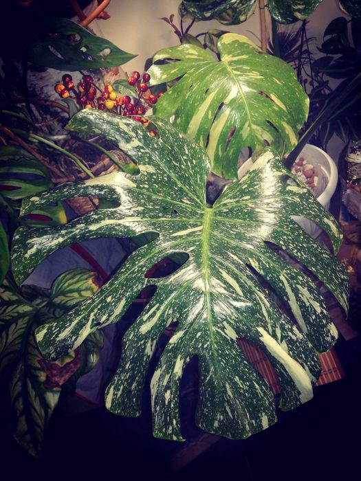 Monstera Thai Constellation Big Form Variegata potwór philodendron