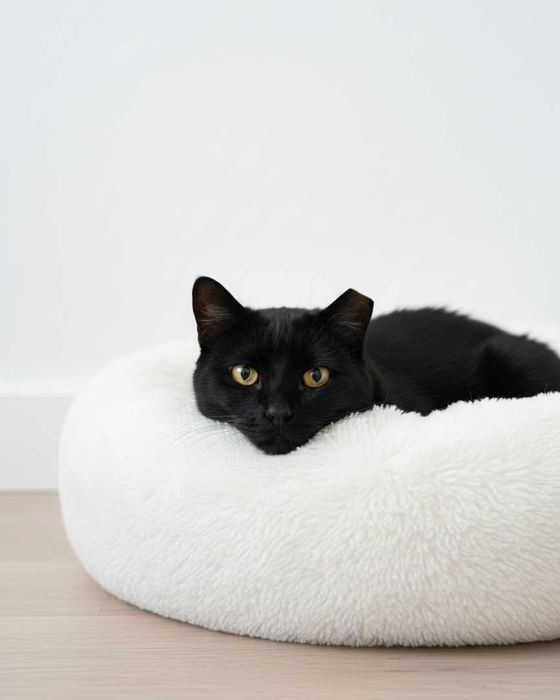 Setúbal / Margem Sul / Lisboa — PICAS, gatinha para adoção