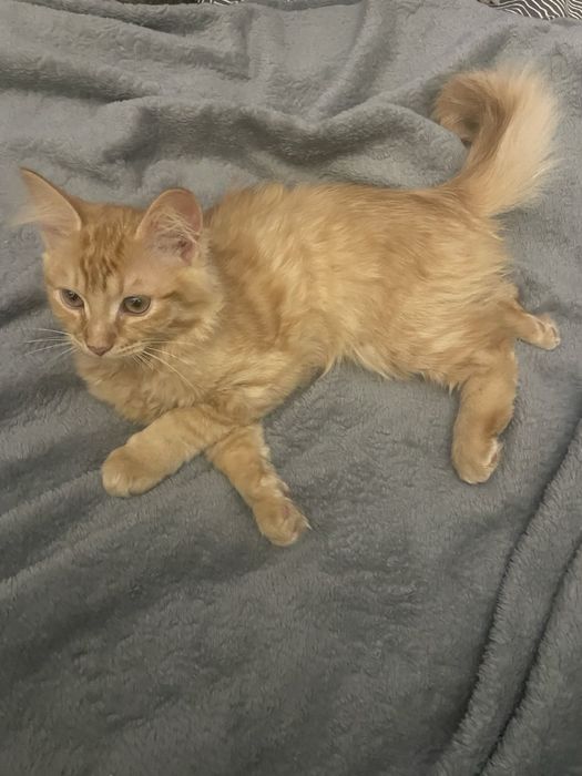 Віддам  котенка в гарні руки