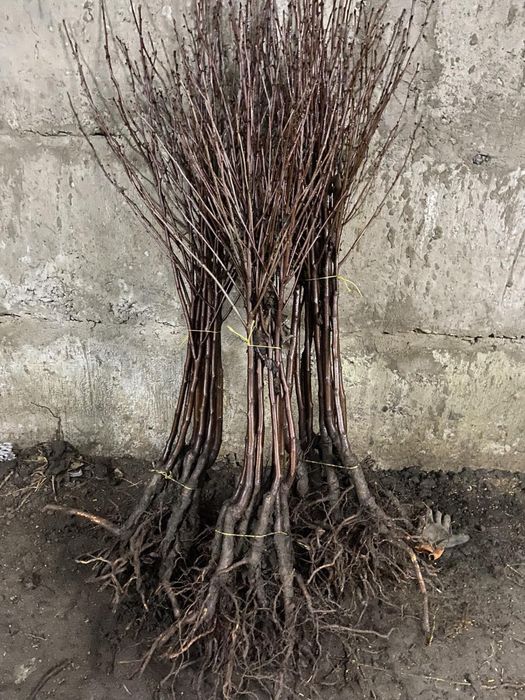 Саженцы плодовых деревьев / Саджанці ОПТ