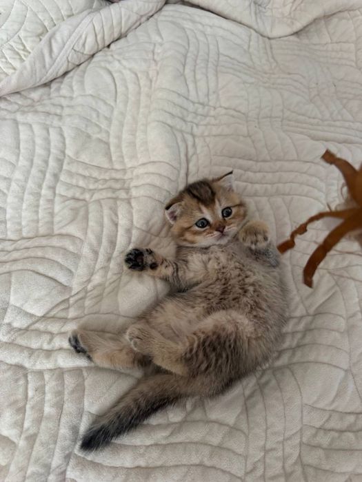 котик породи «Золота шиншила»