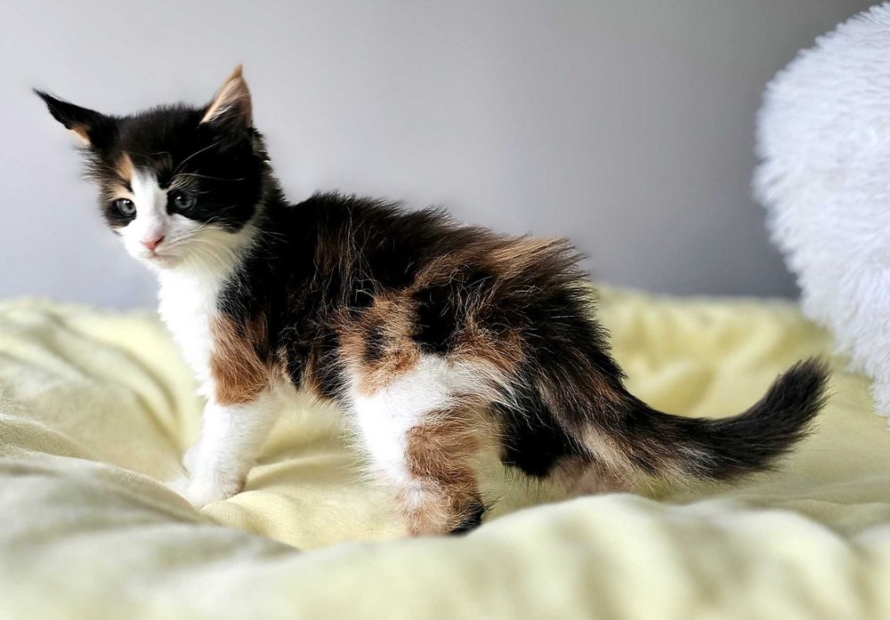 Kotka Maine Coon