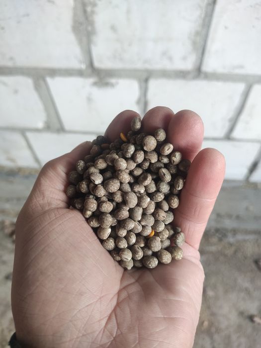 Sprzedam łubin gorzki