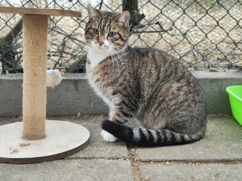 Piękny kocurek poleca się do adopcji