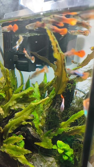 Guppys machos e fêmeas