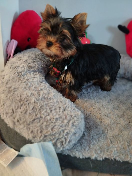 Yorkshire terrier piękny miniaturowy samczyk z Rodowodem