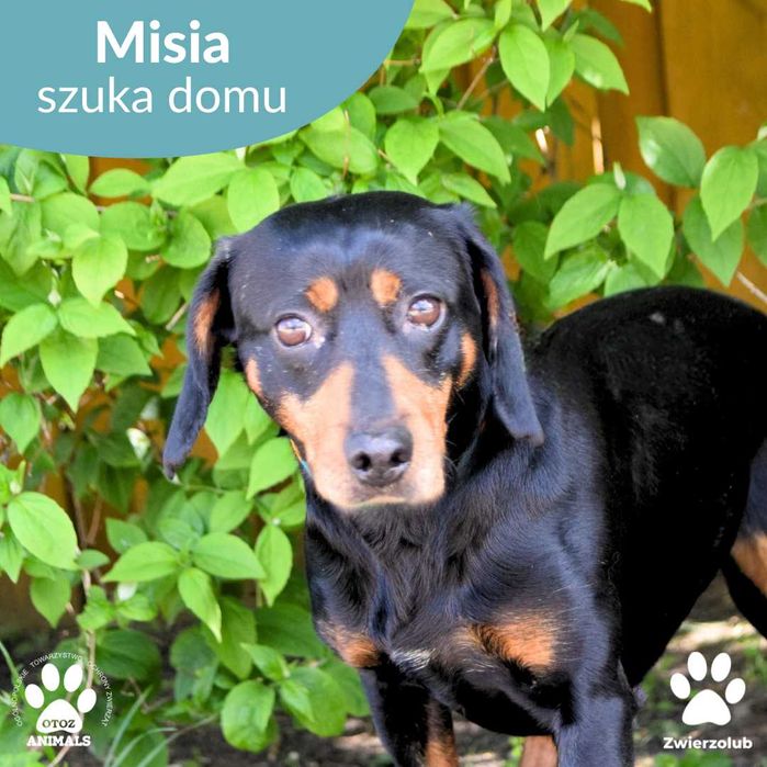Cudowna Misia do adopcji!