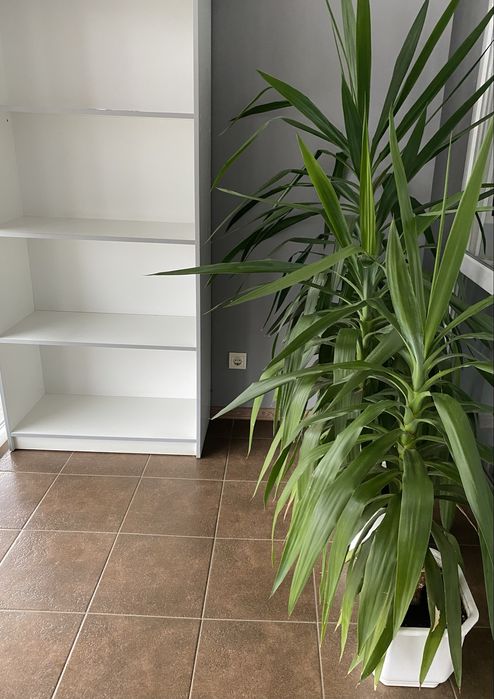 Пальма Юка 6 штук