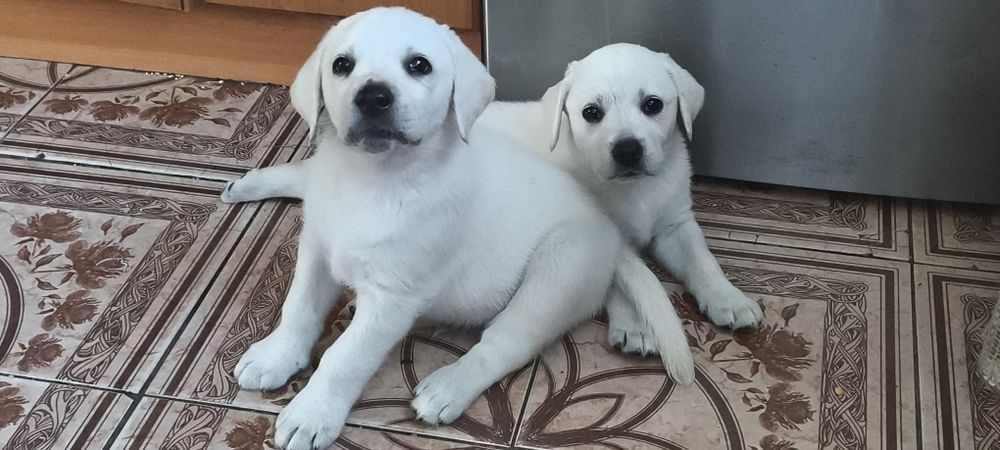Белый Мишка Лабрадорчики Элитные щенки Питомника