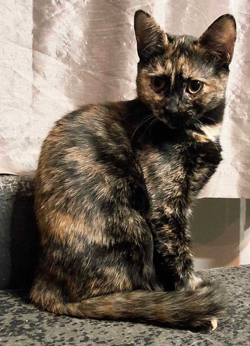 SZYLKA ok 9 mies.- łagodna, grzeczna i towarzyska piękność