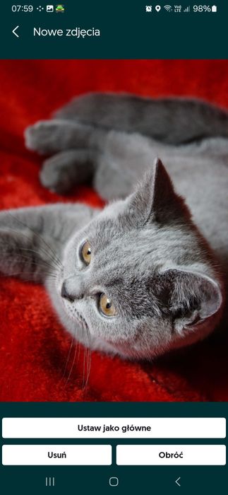 Koteczka brytyjska liliowa