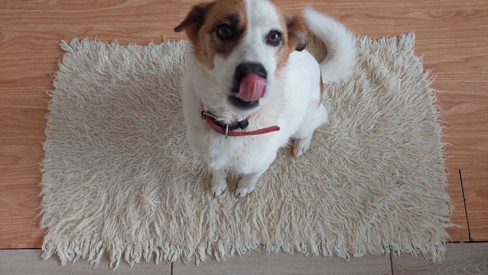 Молода мисливська собака шукає дім