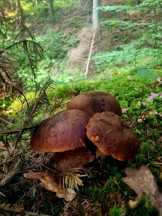 Grzyby suszone I marynowane w zalewie