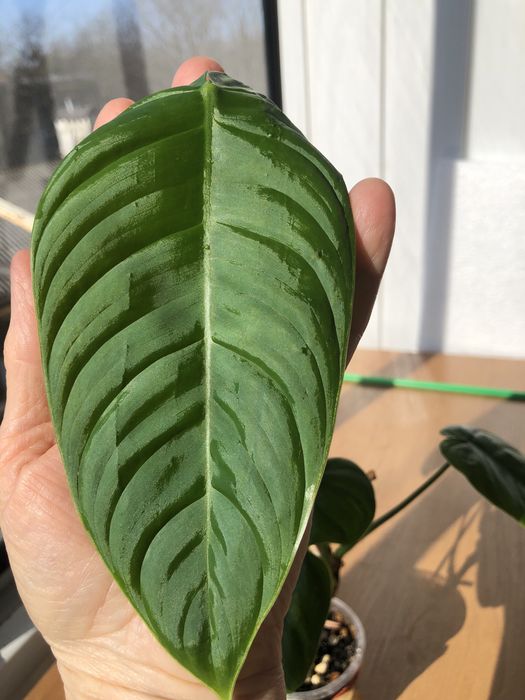 Філодендрон  Esmiraldens