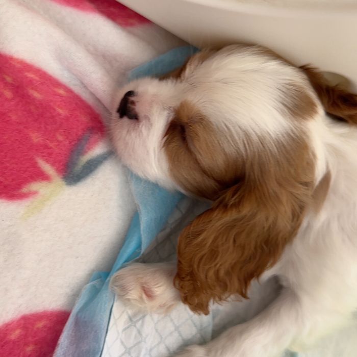 Cavalier King Charles Spaniel Suczka