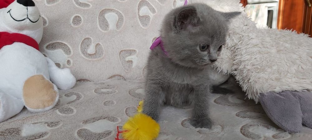 Sprzedam kotki brytyjskie