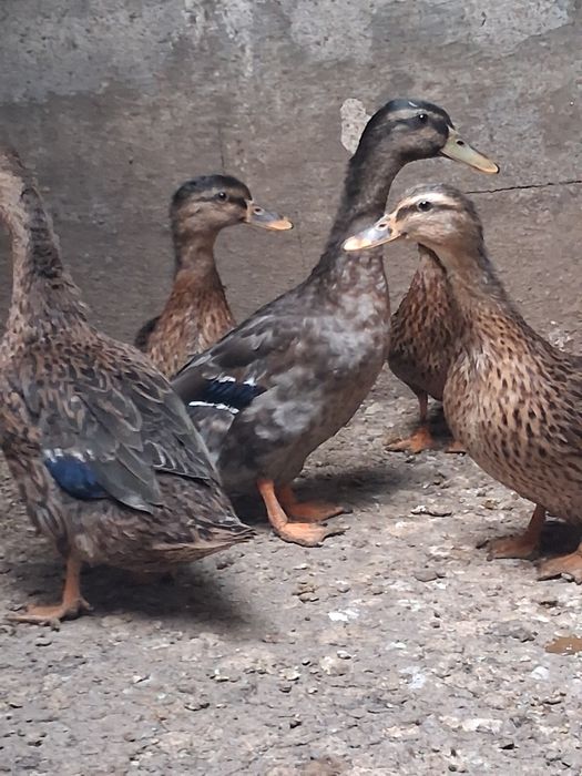 Patos reais muito bonitos